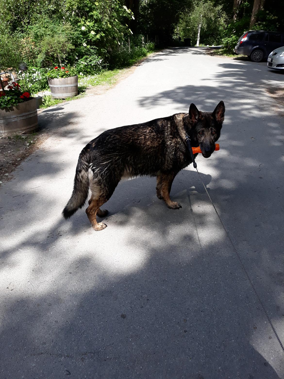 Schæferhund Sportshund Gipsi. (Gipsi). billede 12