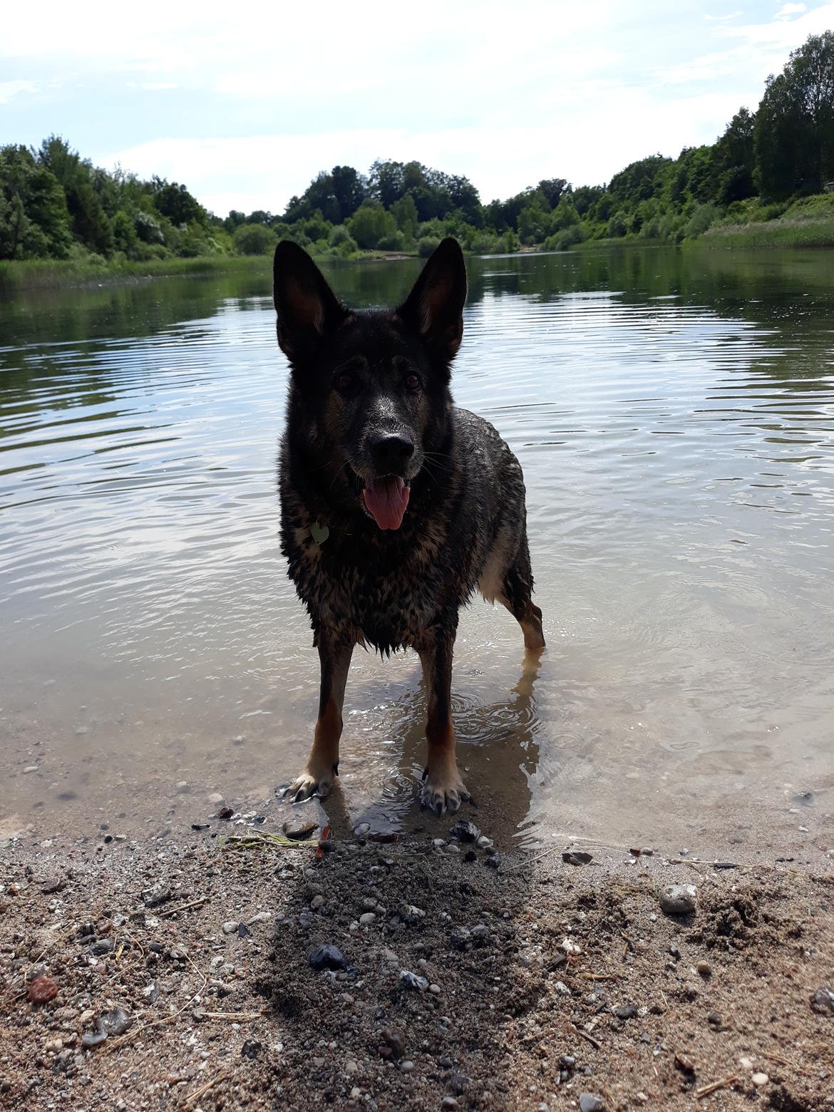 Schæferhund Sportshund Gipsi. (Gipsi). billede 6