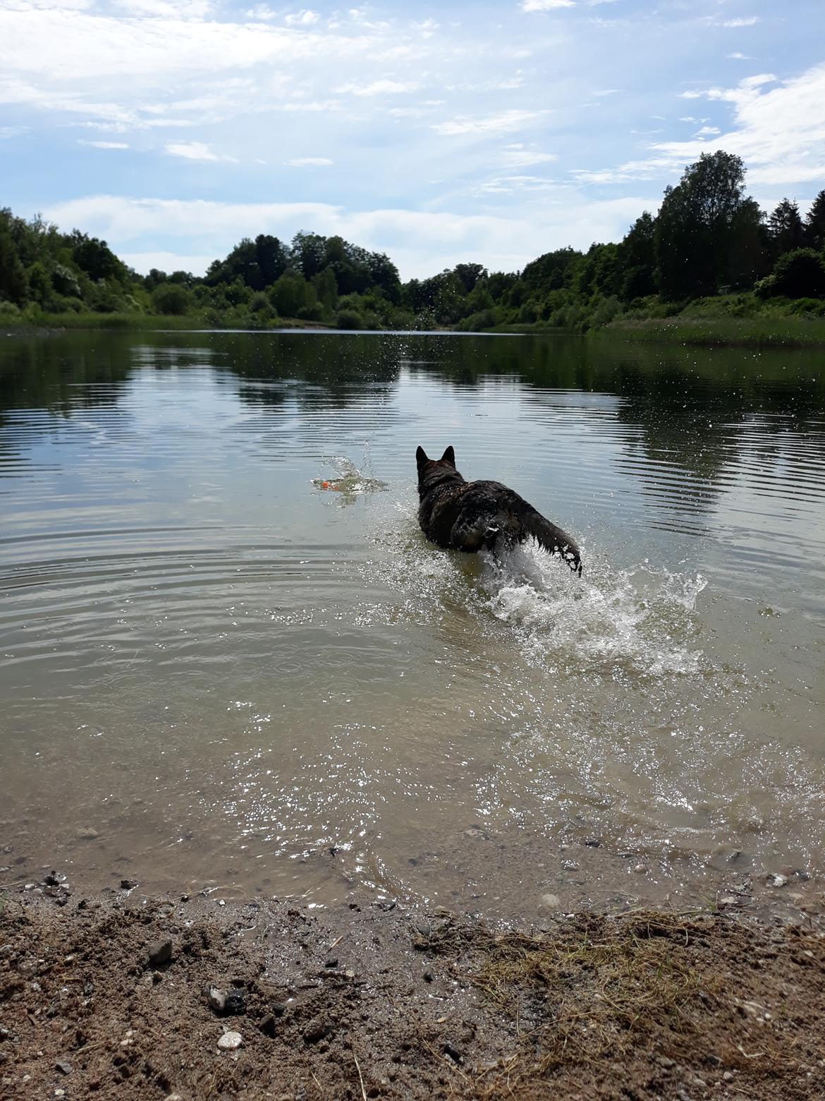 Schæferhund Sportshund Gipsi. (Gipsi). billede 14