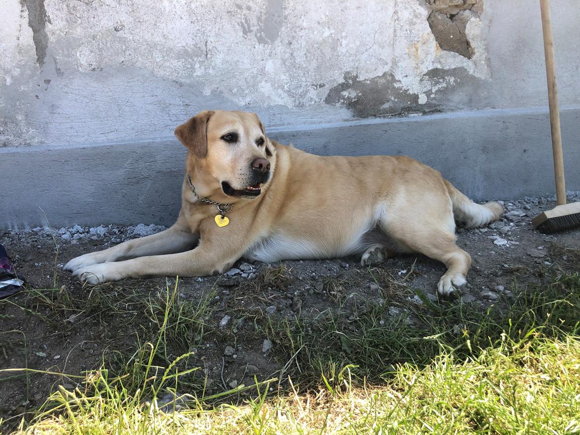 Labrador retriever Lui billede 25