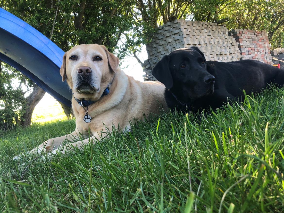 Labrador retriever Lui billede 27