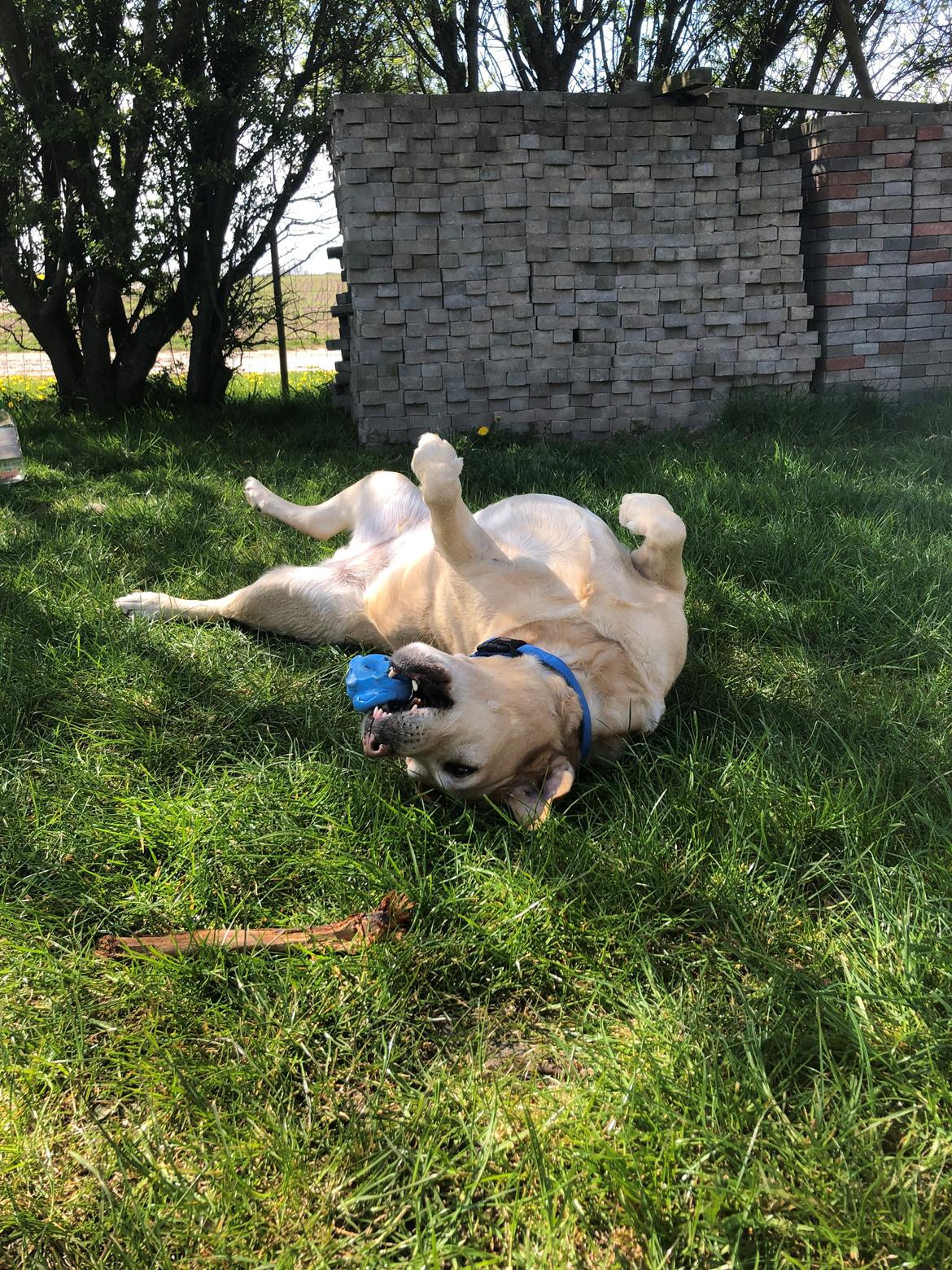 Labrador retriever Lui billede 28