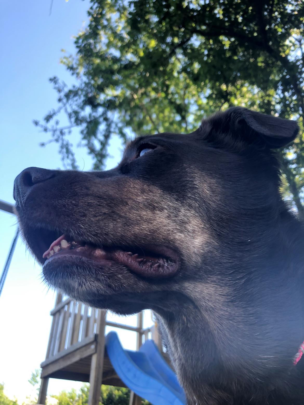 Blanding af racer Nugga billede 13