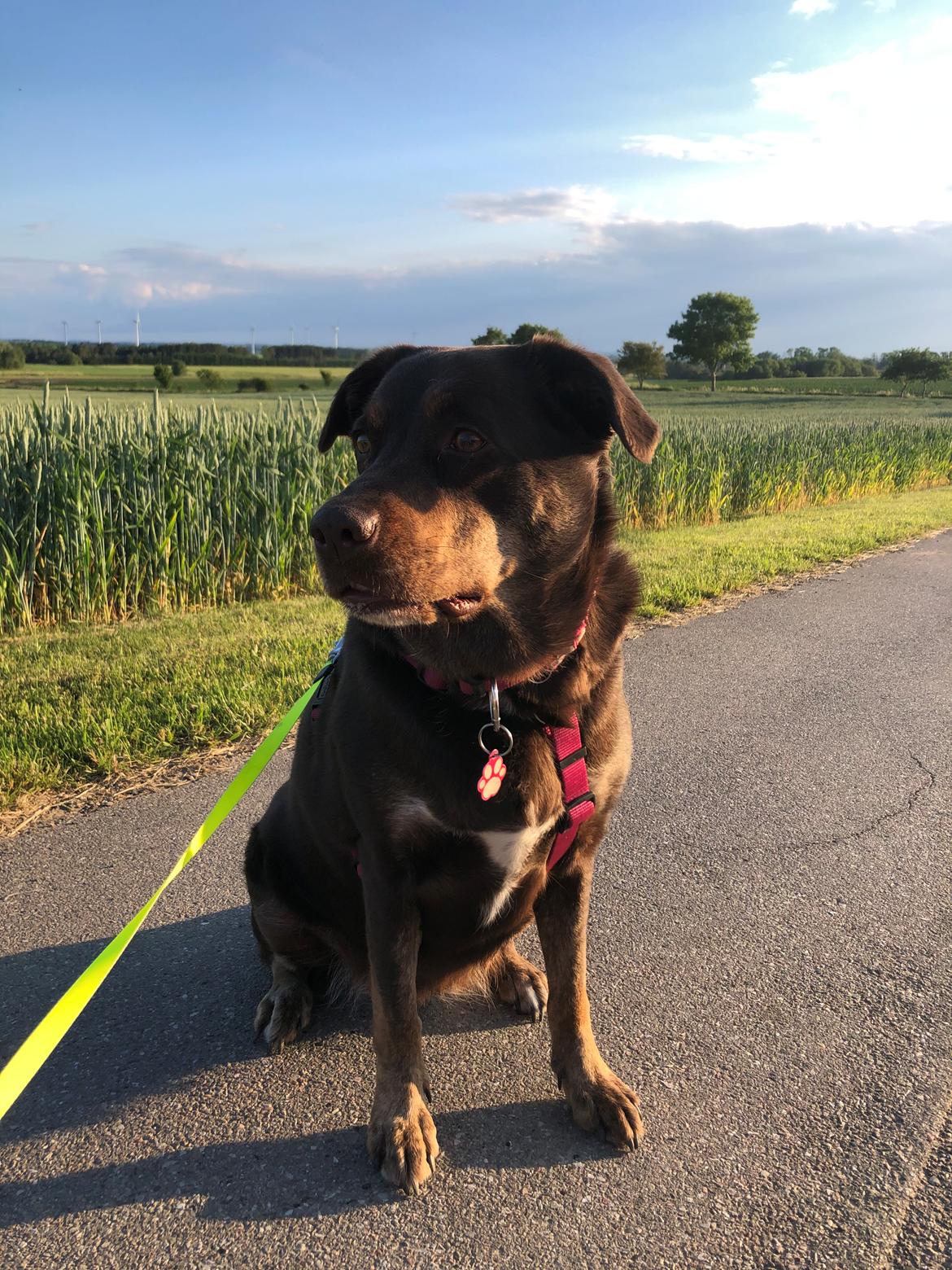 Blanding af racer Nugga billede 14