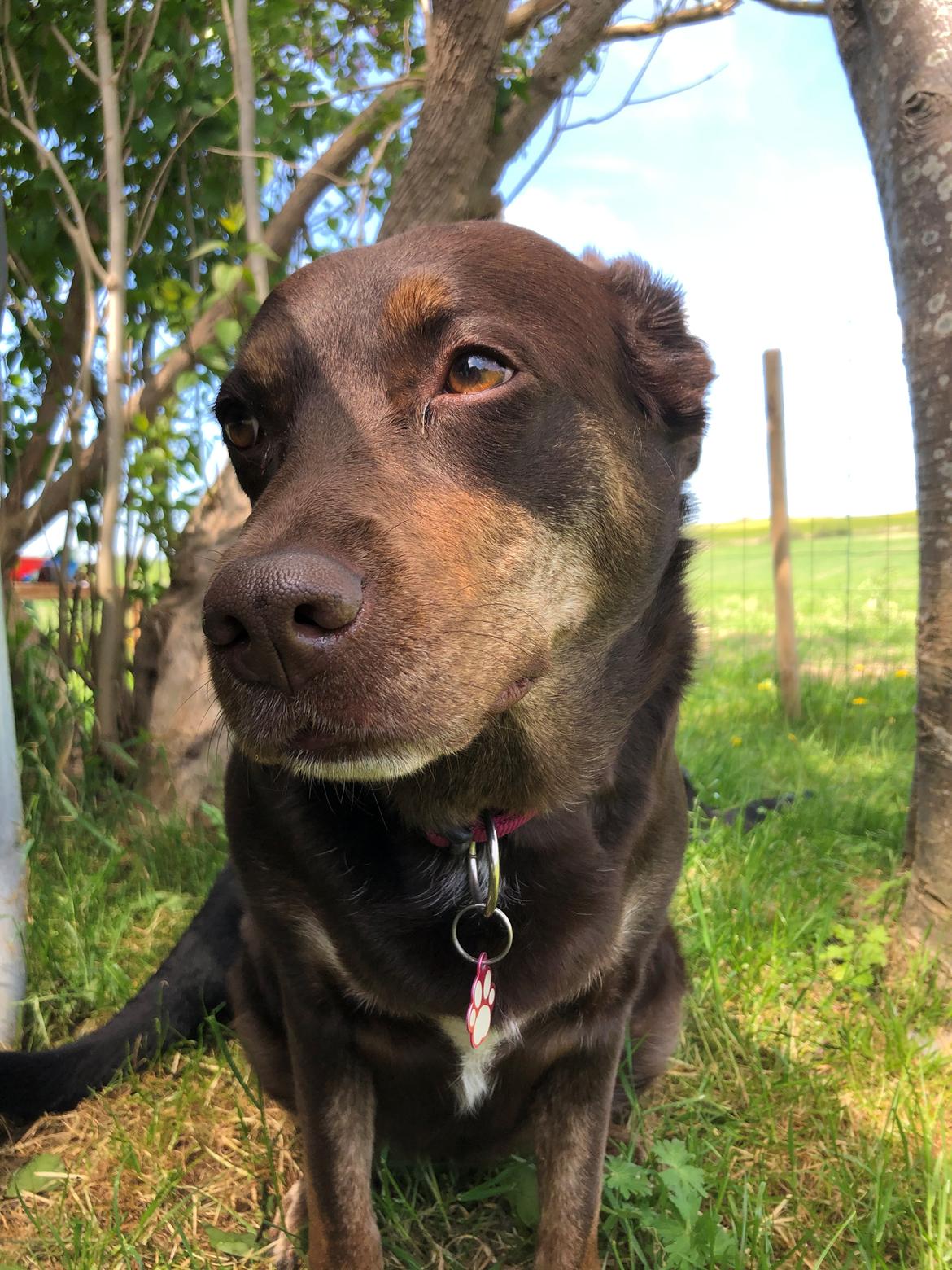 Blanding af racer Nugga billede 15