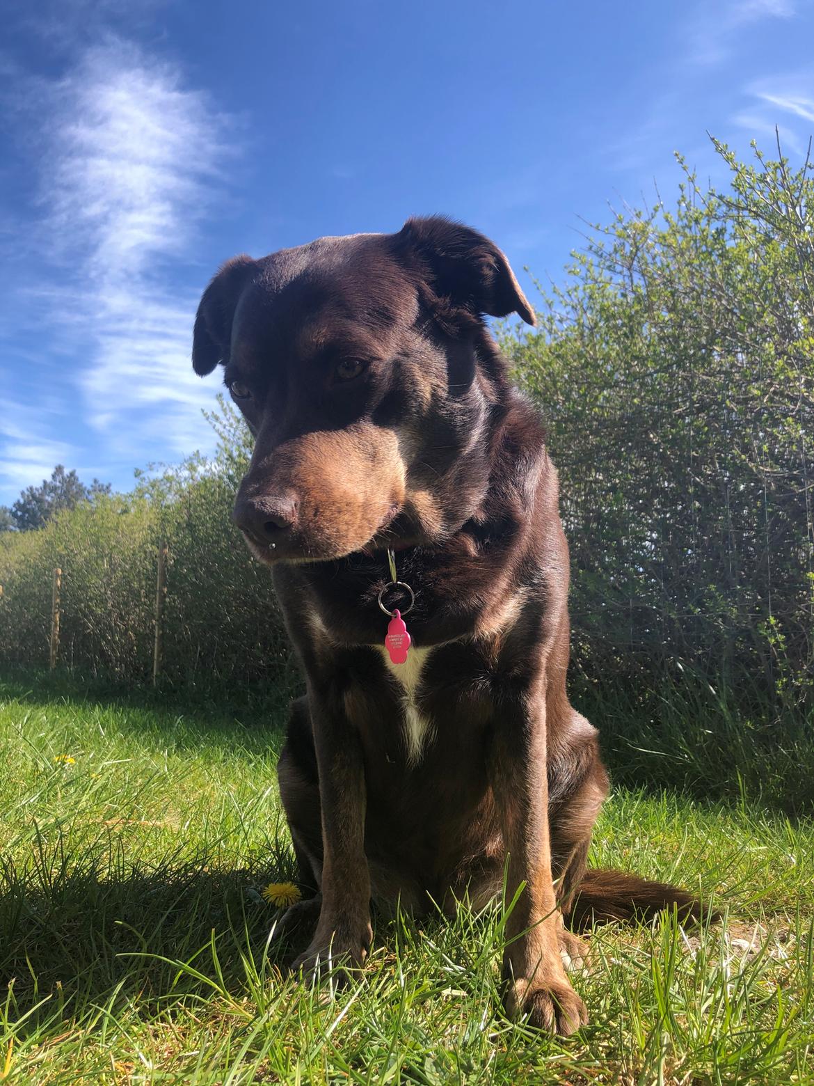 Blanding af racer Nugga billede 16