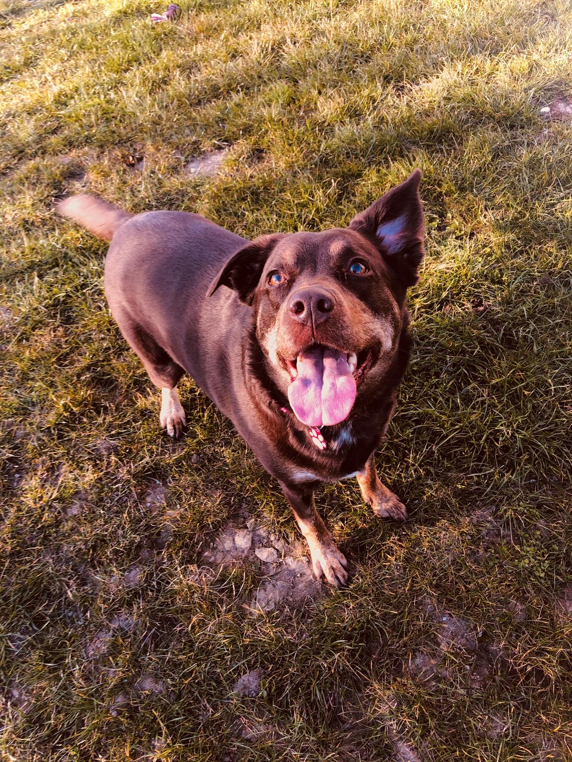 Blanding af racer Nugga billede 17