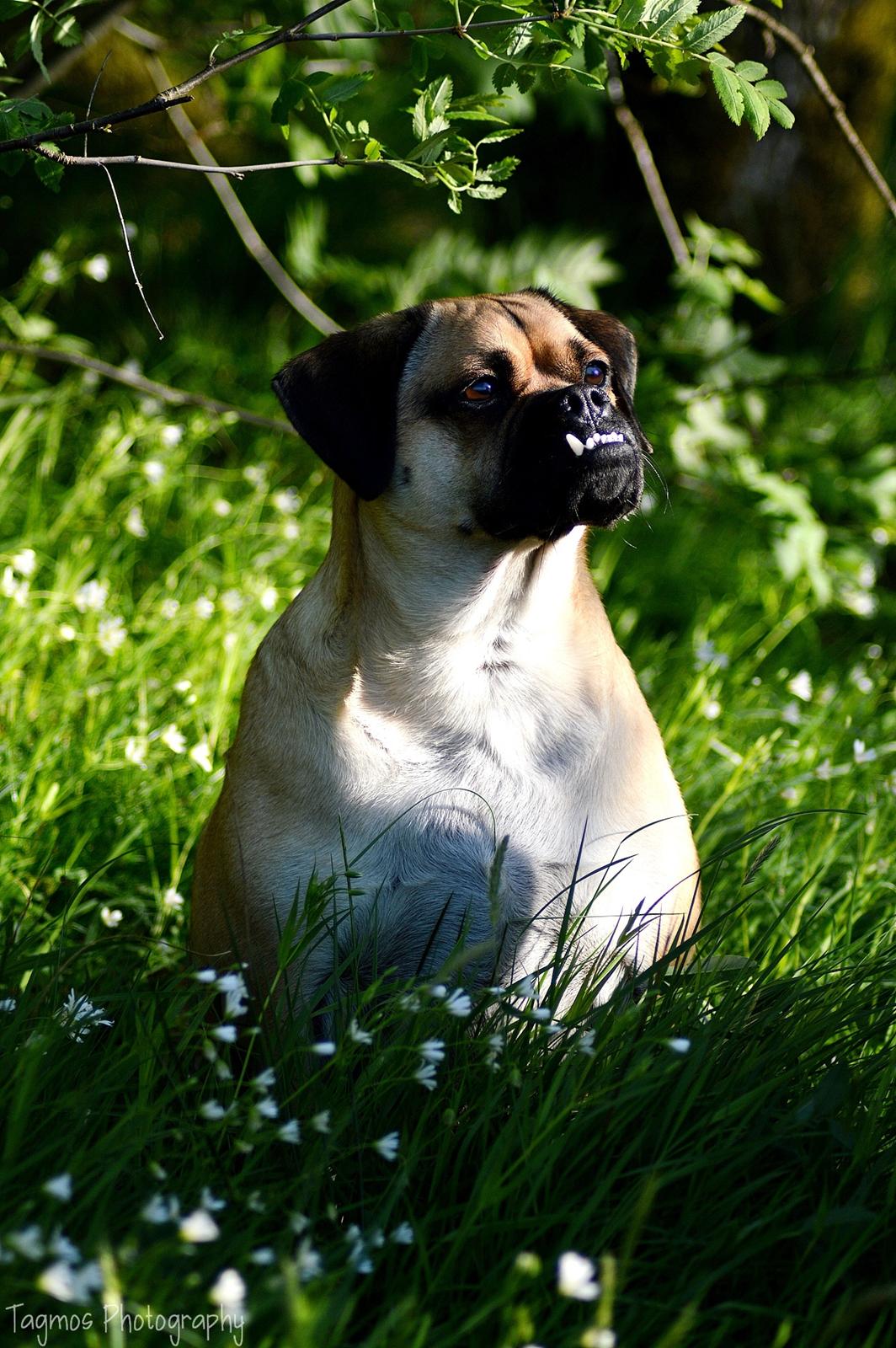 Blanding af racer Kayn billede 16