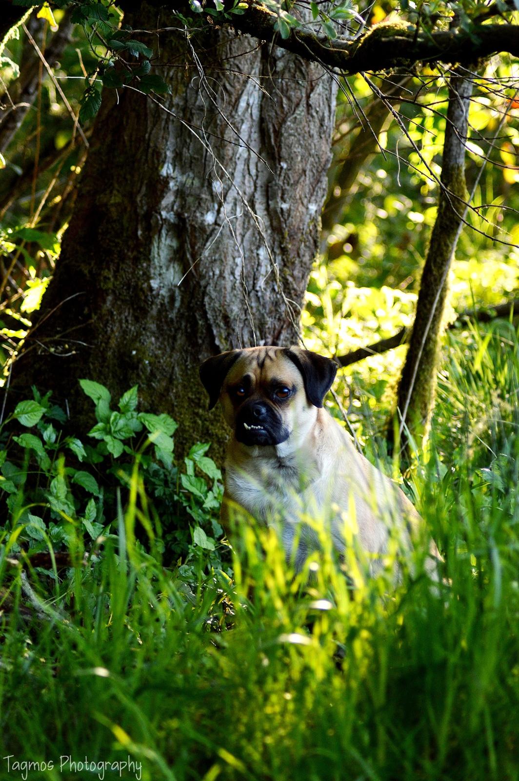 Blanding af racer Kayn billede 13