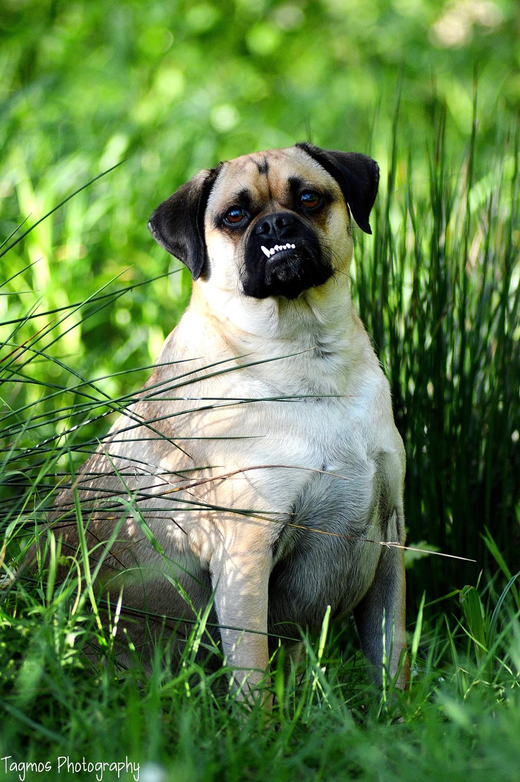 Blanding af racer Kayn billede 15