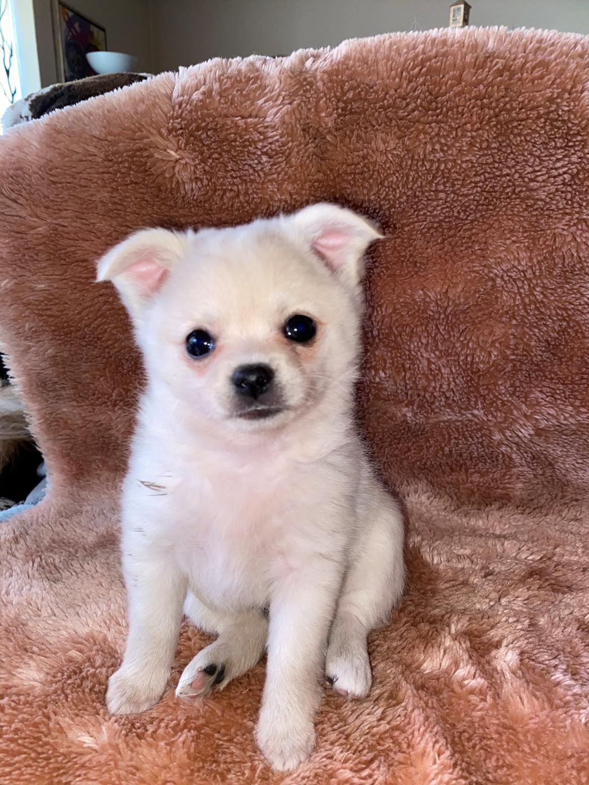 Blanding af racer Lexi  - Smukke Lexi <3  billede 1