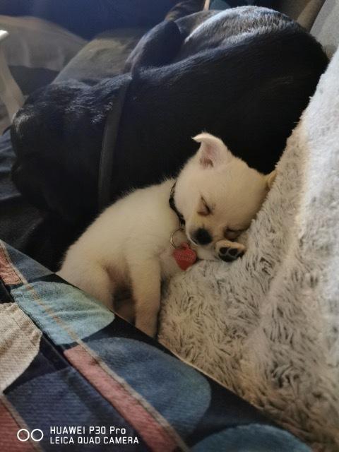 Blanding af racer Lexi  - Man er træt efter sådan en lang dag billede 4