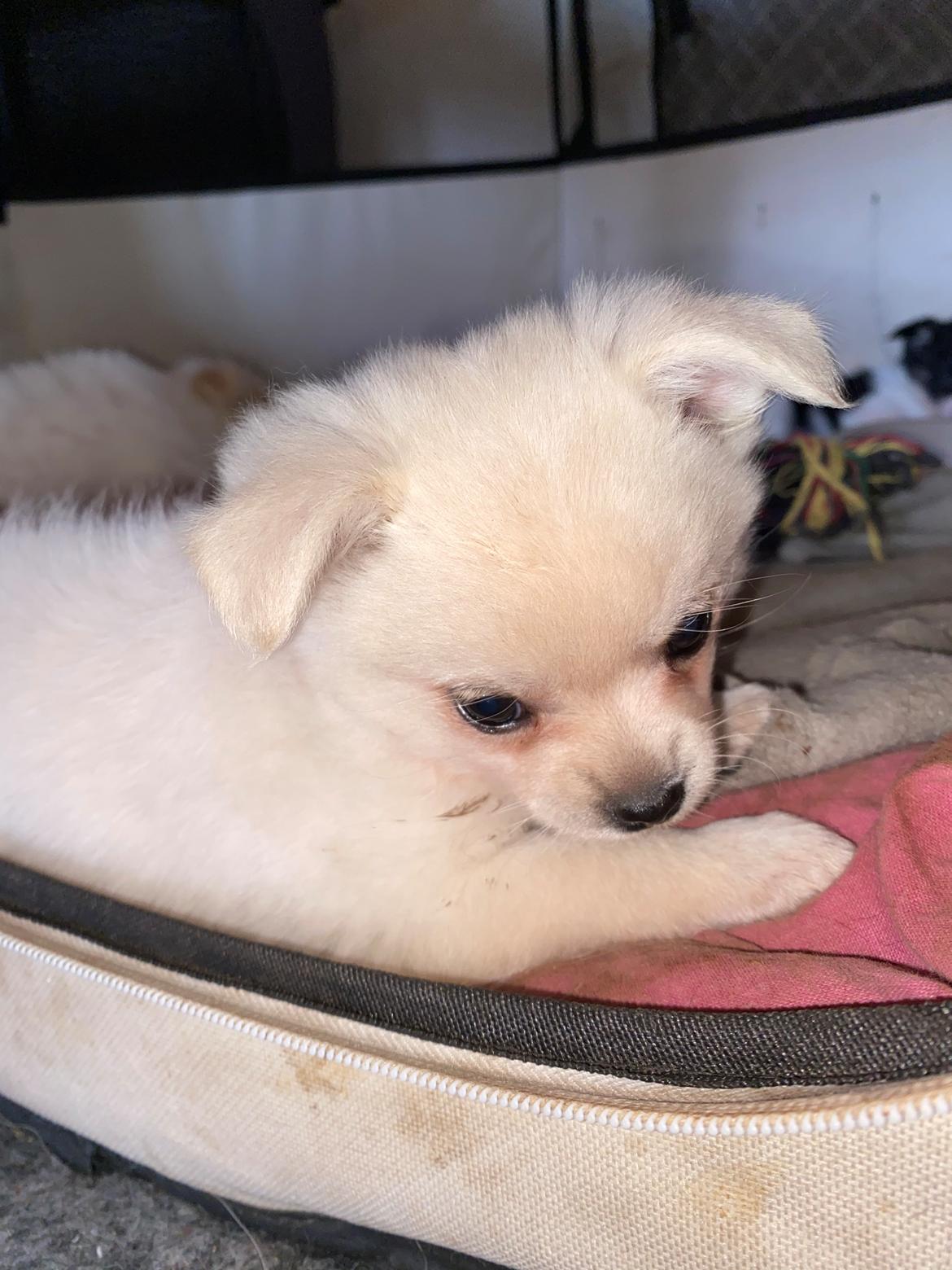 Blanding af racer Lexi  billede 5