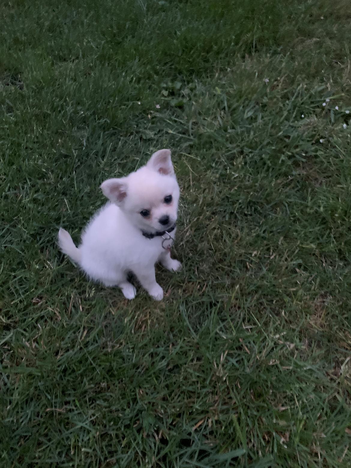 Blanding af racer Lexi  billede 9