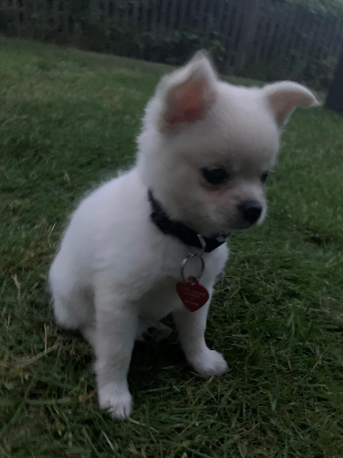 Blanding af racer Lexi  billede 10