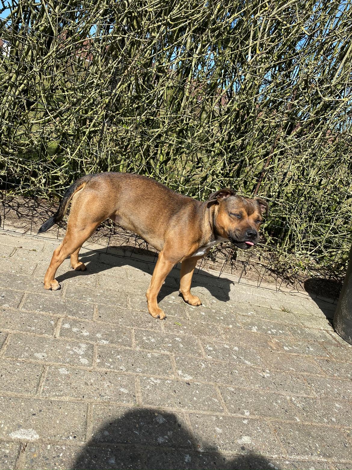 Staffordshire bull terrier Kenya  billede 38