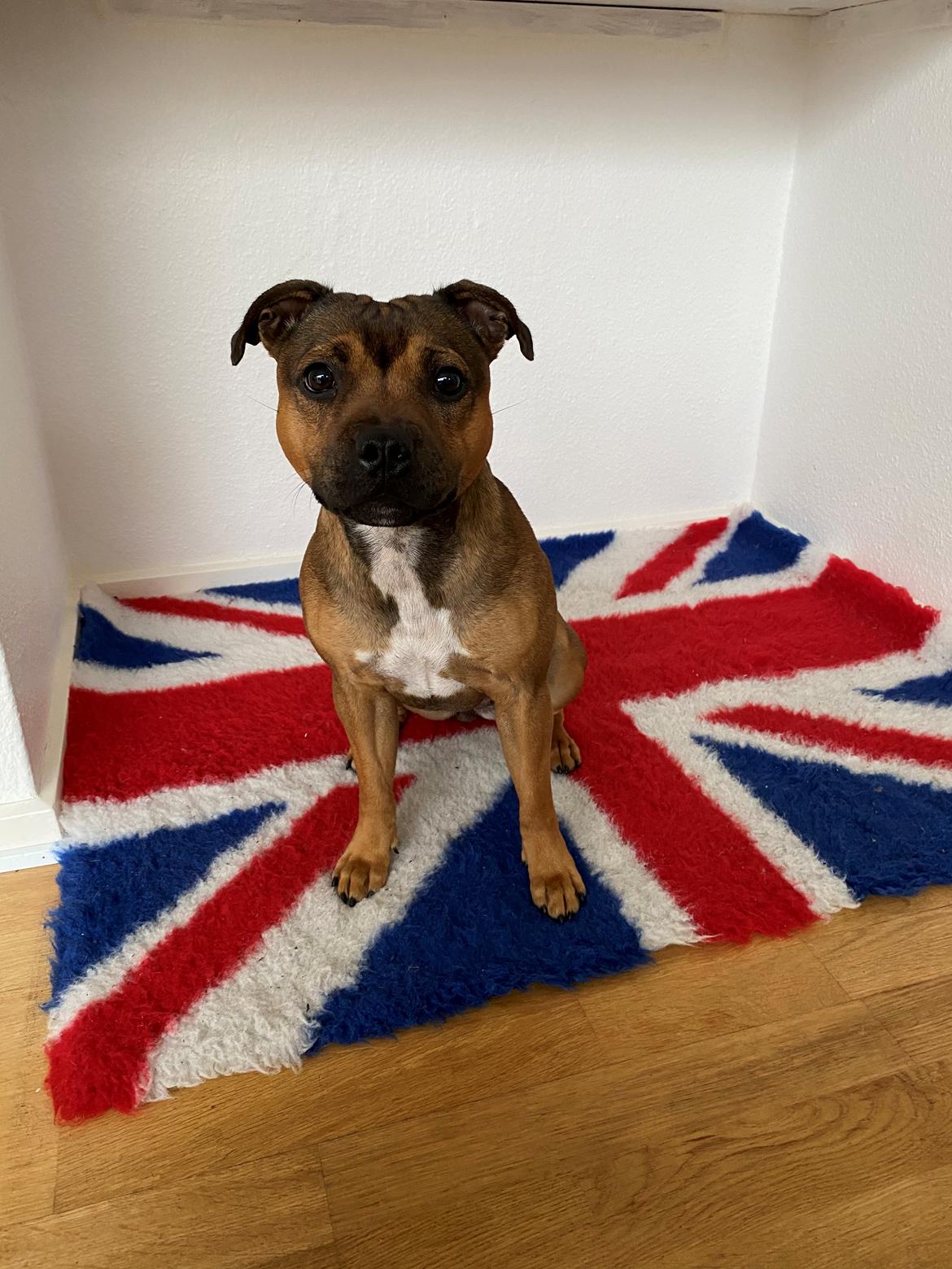 Staffordshire bull terrier Kenya  billede 39