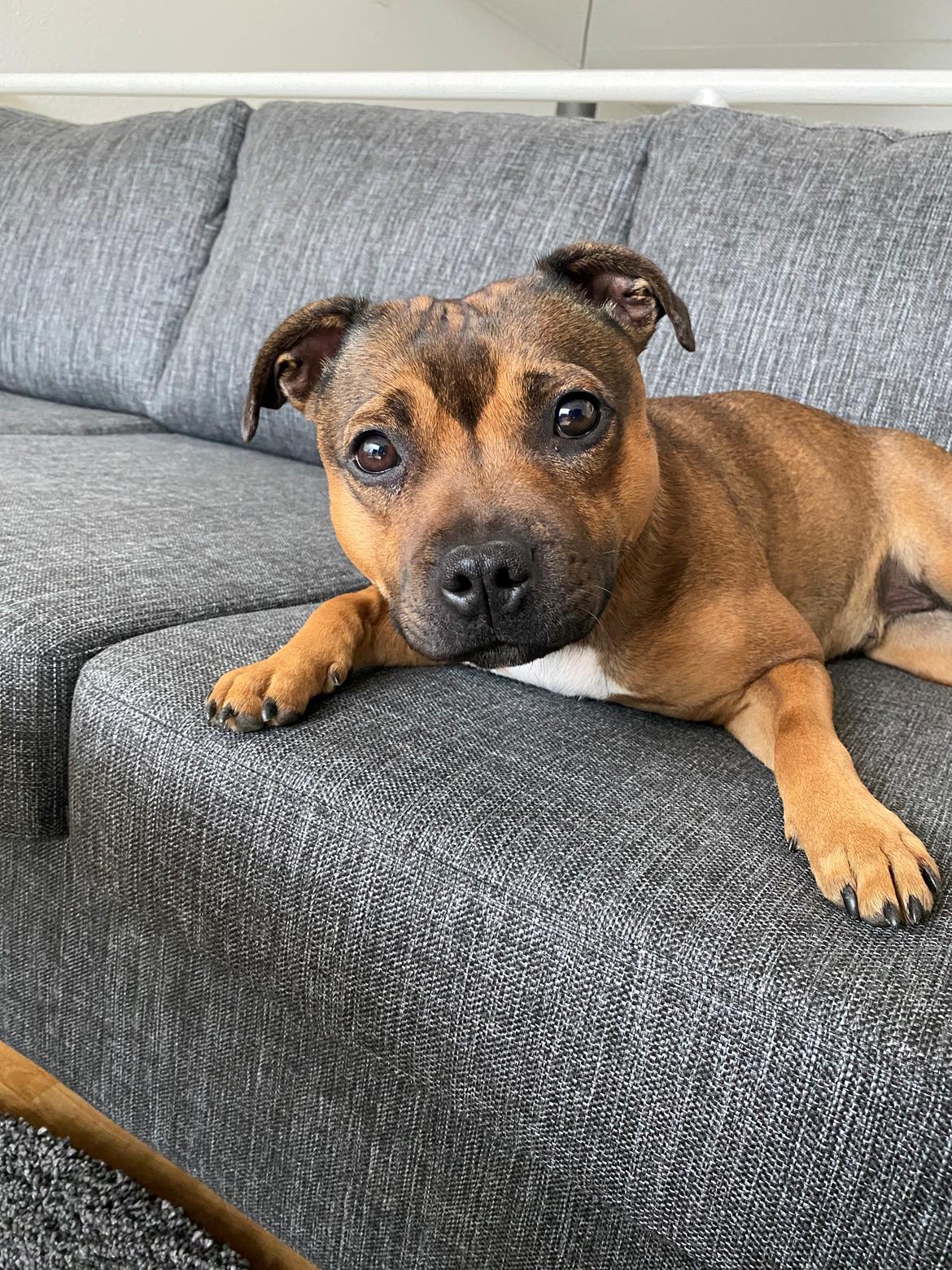 Staffordshire bull terrier Kenya  billede 48