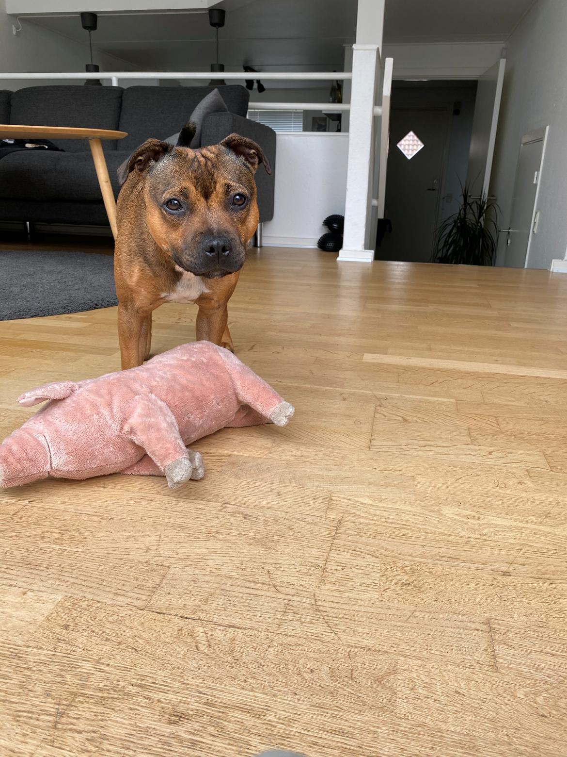 Staffordshire bull terrier Kenya  billede 41