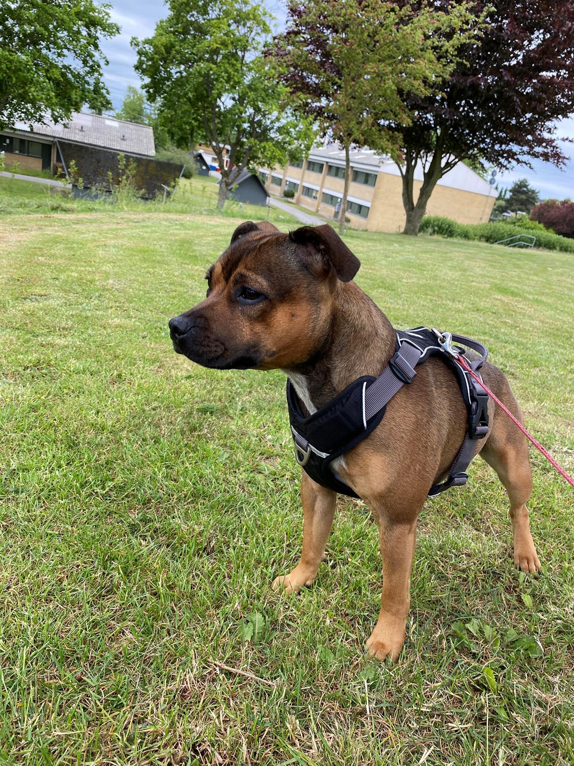 Staffordshire bull terrier Kenya  billede 44