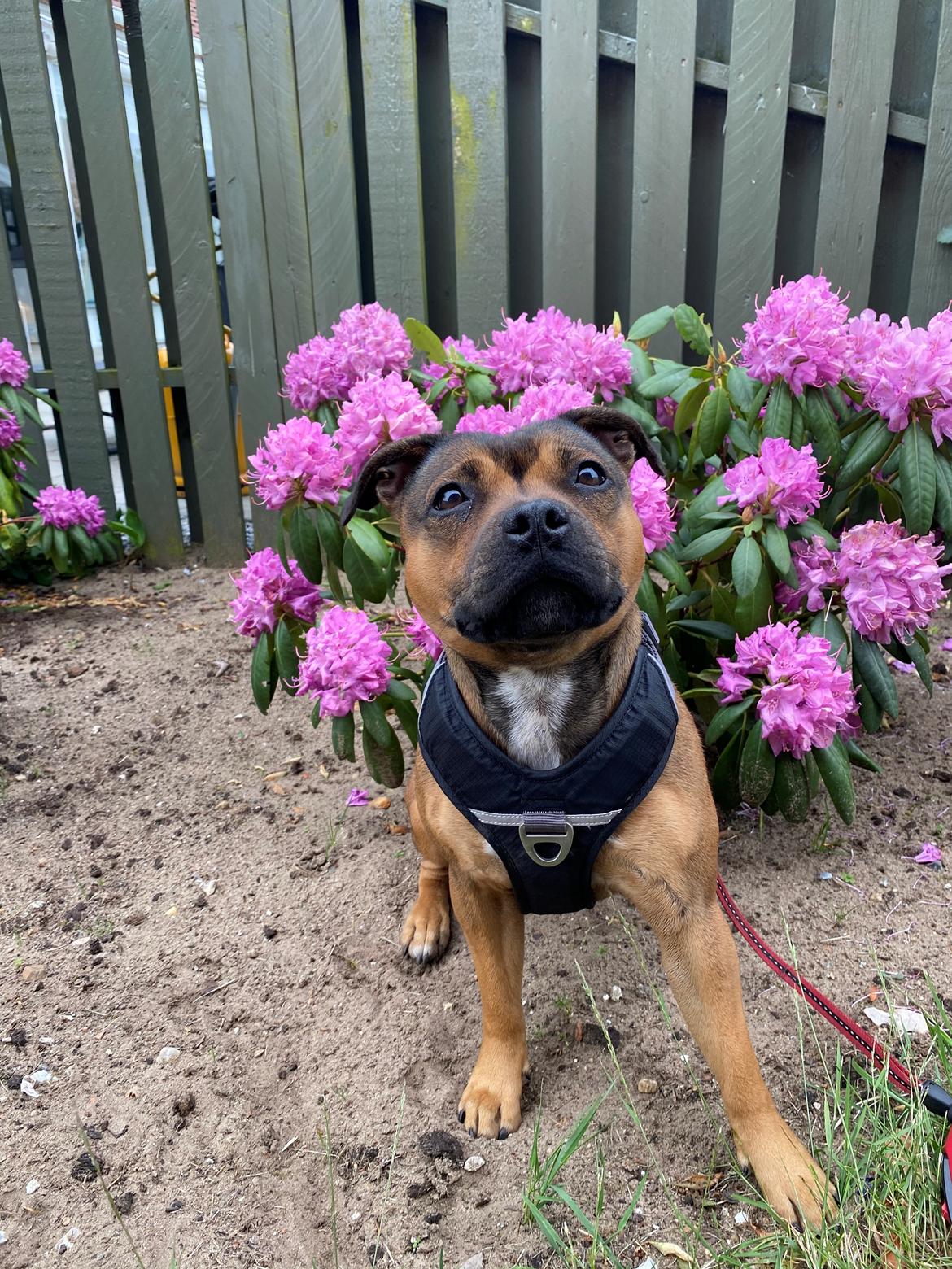 Staffordshire bull terrier Kenya  billede 45