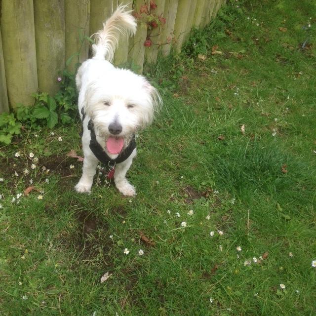 Blanding af racer Luna billede 17