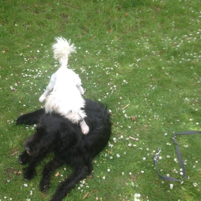 Blanding af racer Luna billede 18