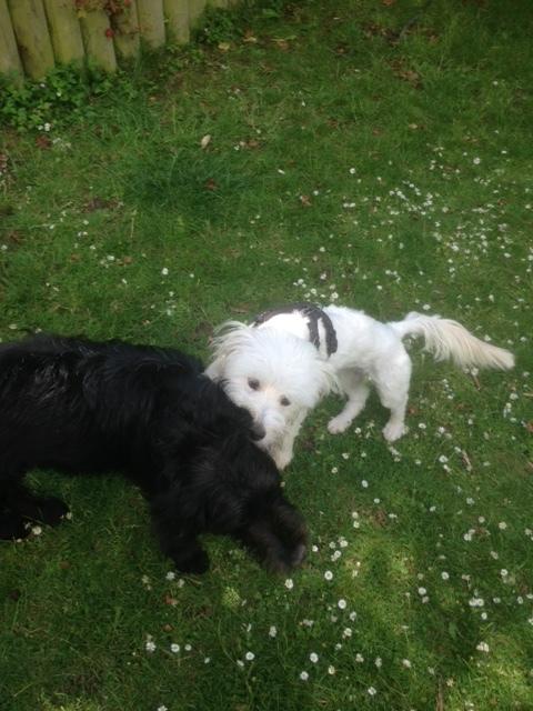 Blanding af racer Luna billede 20