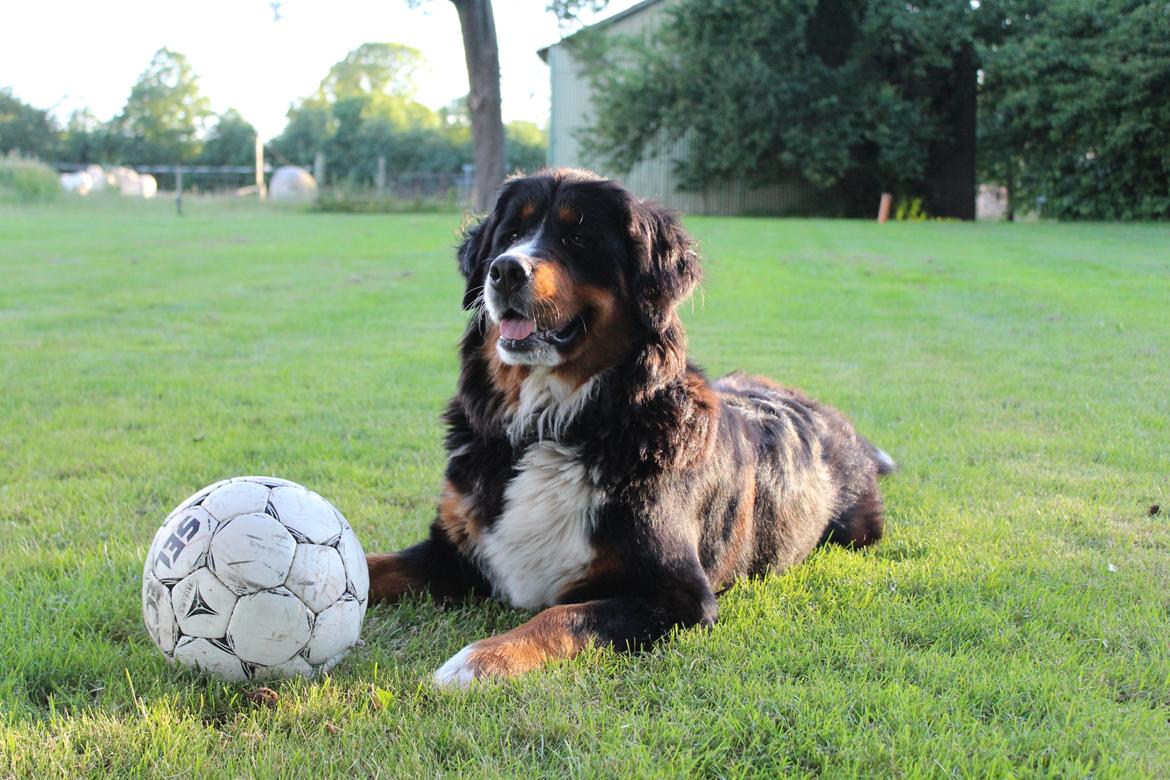 Berner sennenhund Terplinggaard's Mynte (Bailey) billede 3