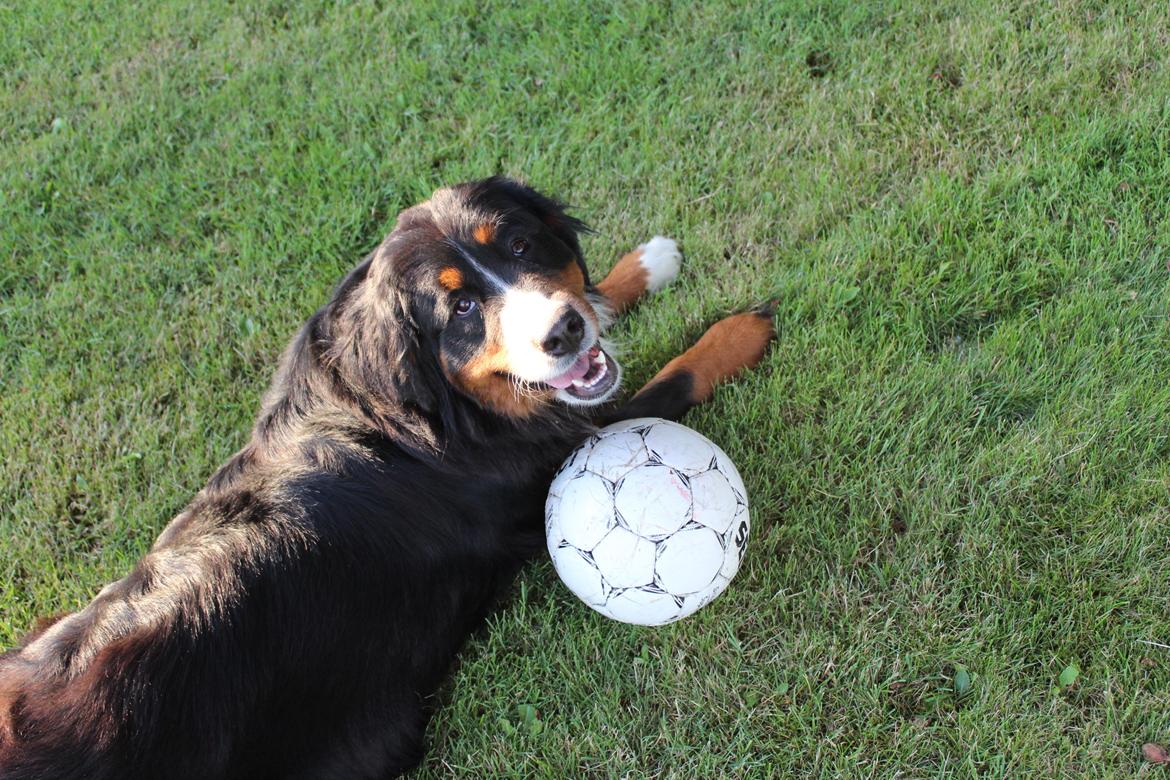 Berner sennenhund Terplinggaard's Mynte (Bailey) billede 14