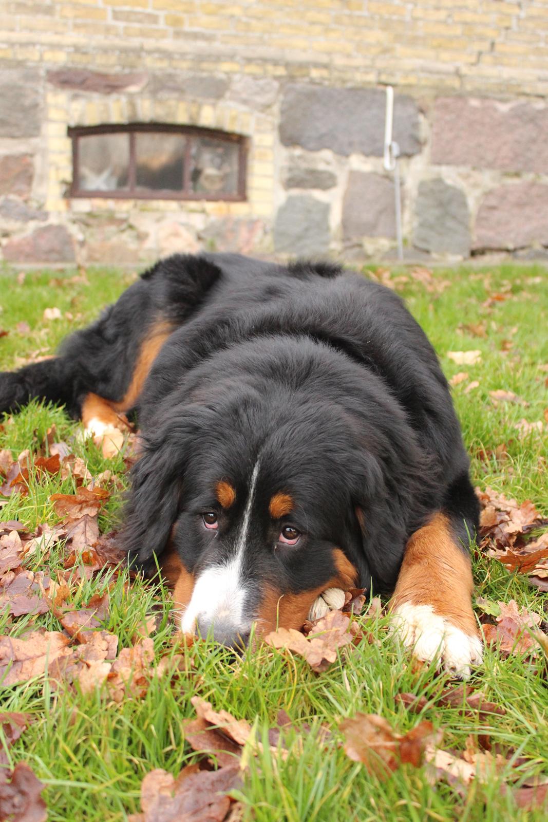 Berner sennenhund Terplinggaard's Mynte (Bailey) billede 2