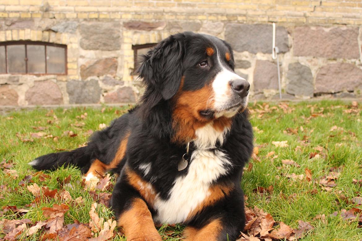 Berner sennenhund Terplinggaard's Mynte (Bailey) billede 1