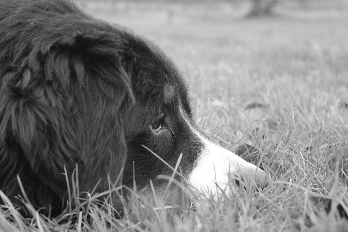 Berner sennenhund Terplinggaard's Mynte (Bailey) billede 6