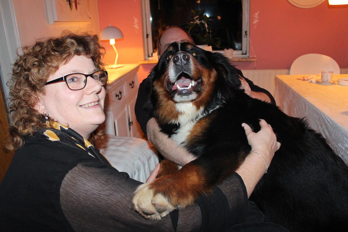 Berner sennenhund Terplinggaard's Mynte (Bailey) billede 7