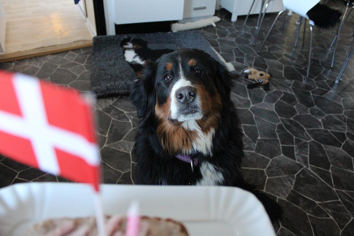 Berner sennenhund Terplinggaard's Mynte (Bailey) - Bailey's 1 års fødselsdag billede 10