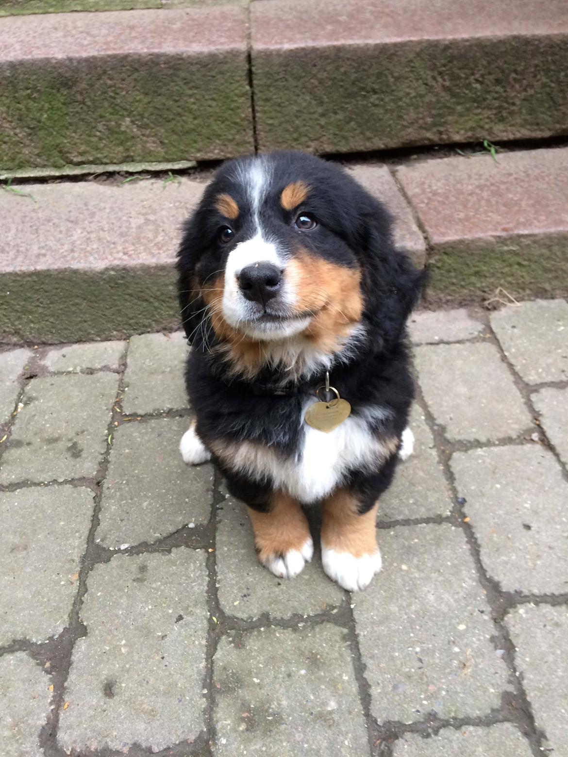 Berner sennenhund Terplinggaard's Mynte (Bailey) billede 5