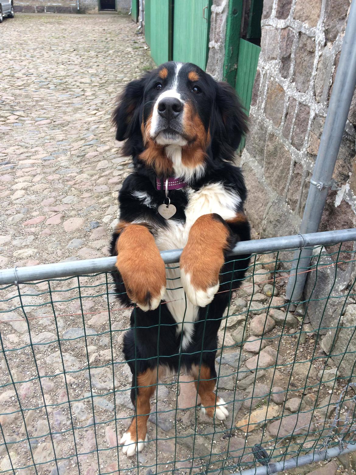 Berner sennenhund Terplinggaard's Mynte (Bailey) billede 12