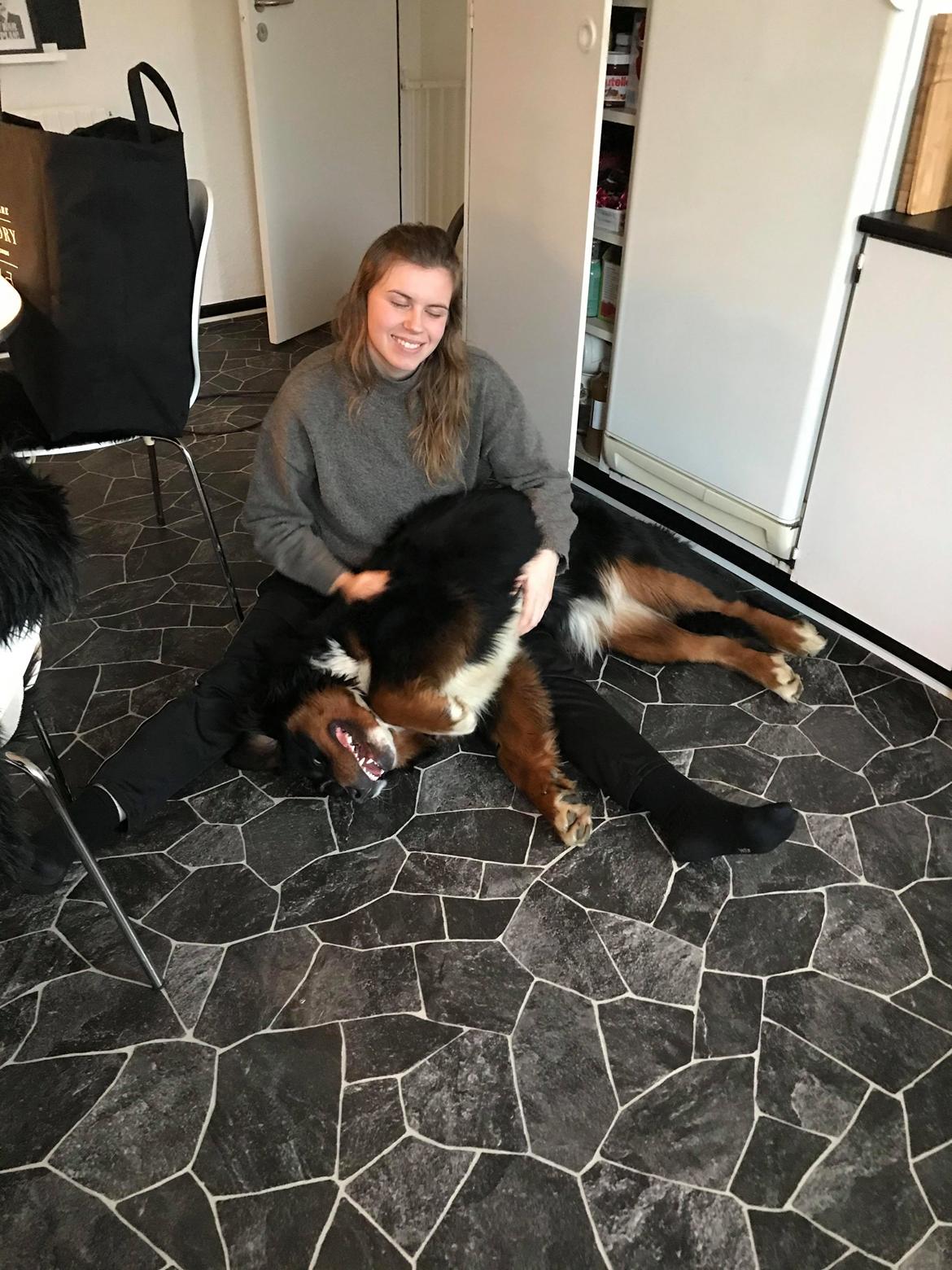 Berner sennenhund Terplinggaard's Mynte (Bailey) billede 13