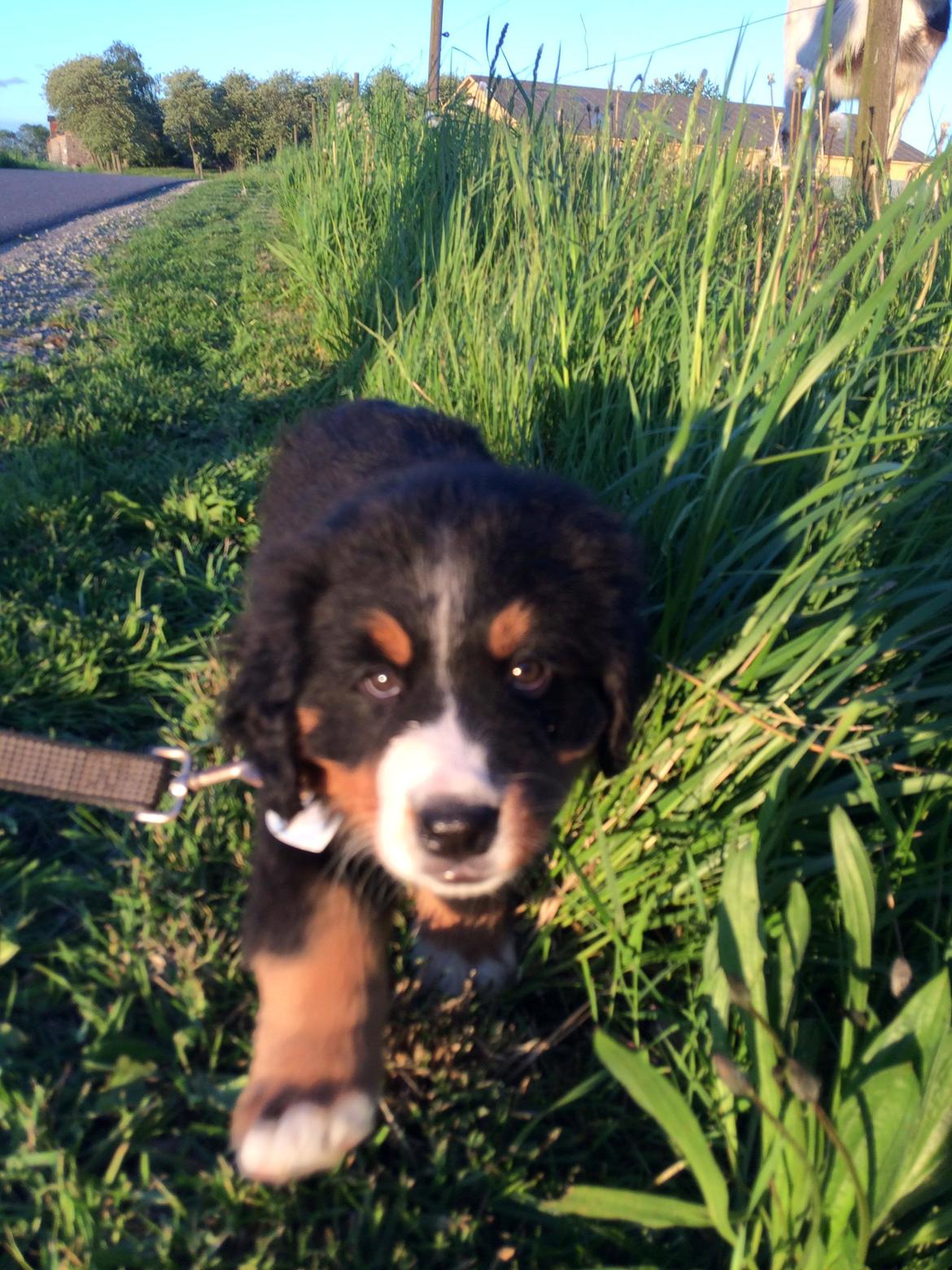 Berner sennenhund Terplinggaard's Mynte (Bailey) billede 15