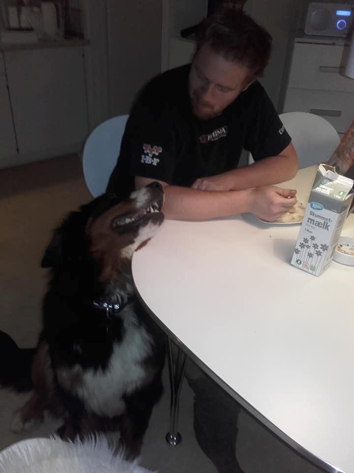 Berner sennenhund Terplinggaard's Mynte (Bailey) - Tid til morgenmad? billede 18