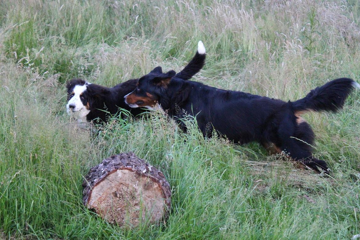 Berner sennenhund Terplinggaard's Pacha (Babuska) - Babuska og Bailey billede 3