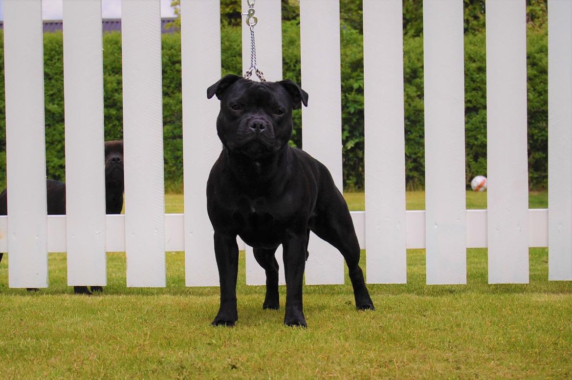 Staffordshire bull terrier Kida - Min smukke Kida 10mdr billede 42