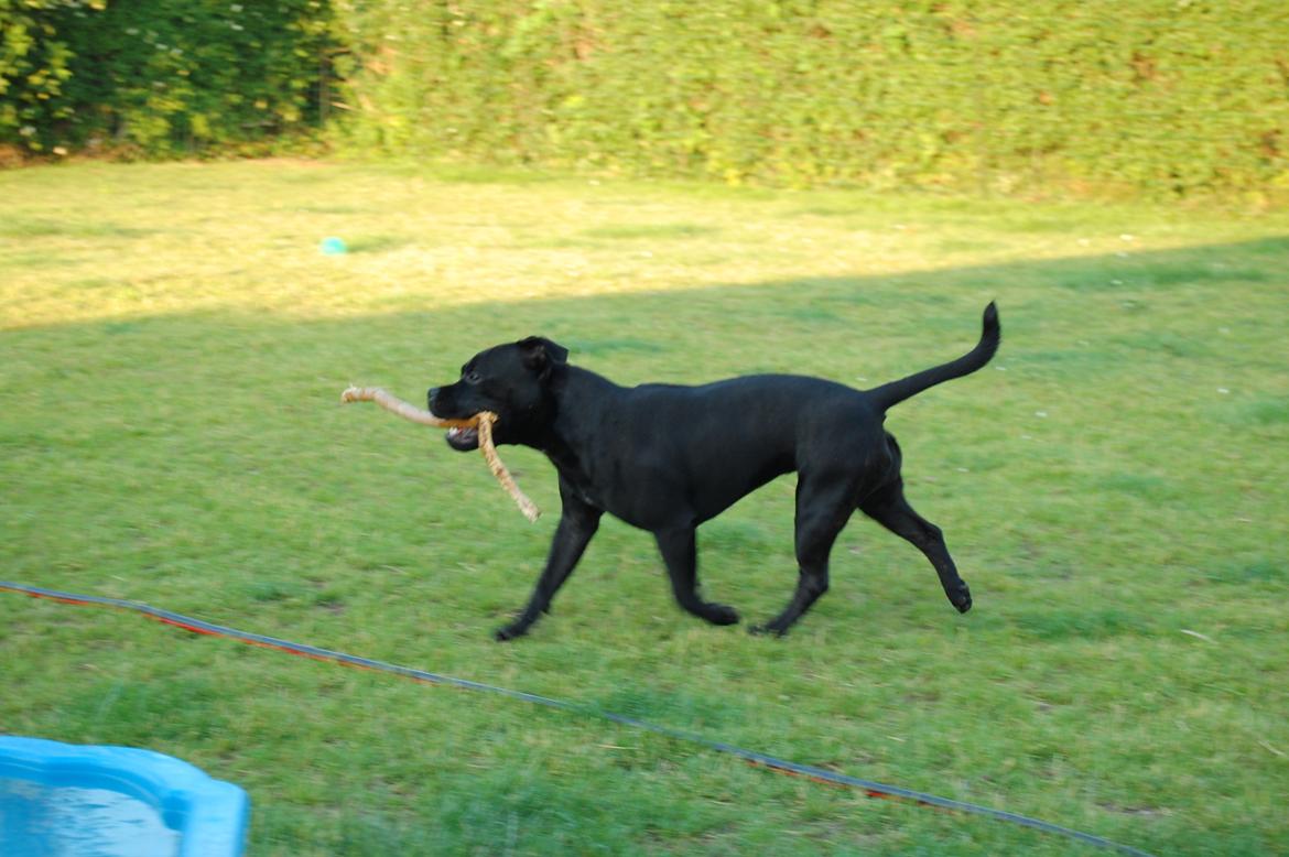Staffordshire bull terrier Kida - Altid dejligt at lufte pinden billede 44