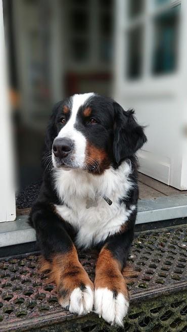 Berner sennenhund (A)Meena billede 1