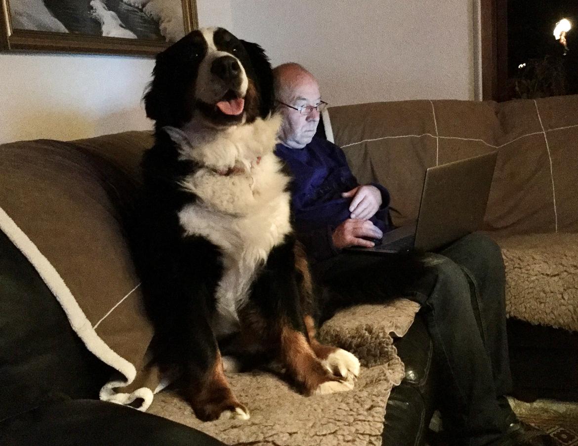 Berner sennenhund (A)Meena billede 2