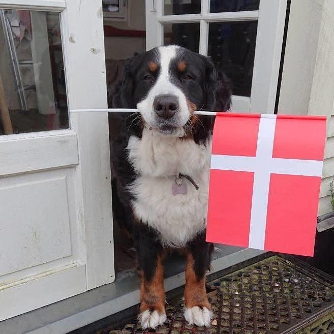 Berner sennenhund (A)Meena billede 5