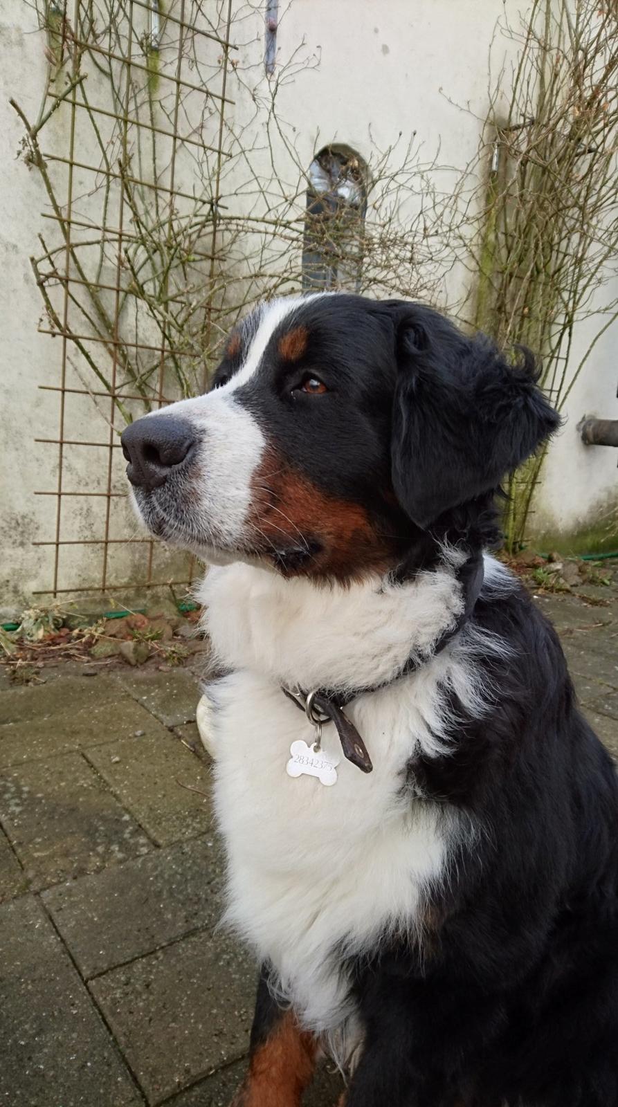 Berner sennenhund (A)Meena billede 8