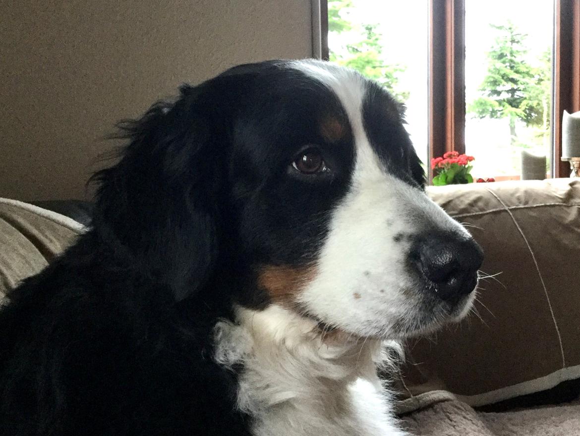 Berner sennenhund (A)Meena billede 9