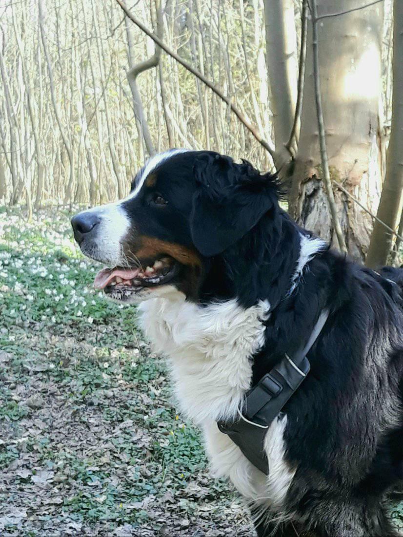 Berner sennenhund (A)Meena billede 10