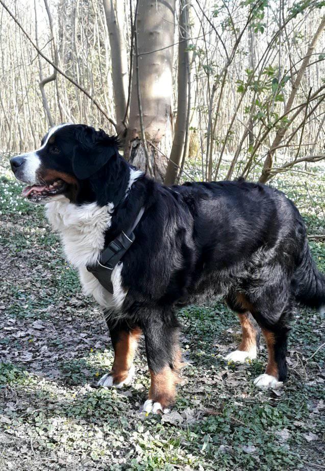 Berner sennenhund (A)Meena billede 11